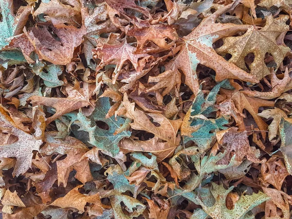 Folhas Pilha Seca Temporada Outono Para Backgroiund — Fotografia de Stock