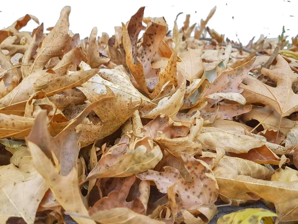 leaves pile dry in autumn season for backgroiund