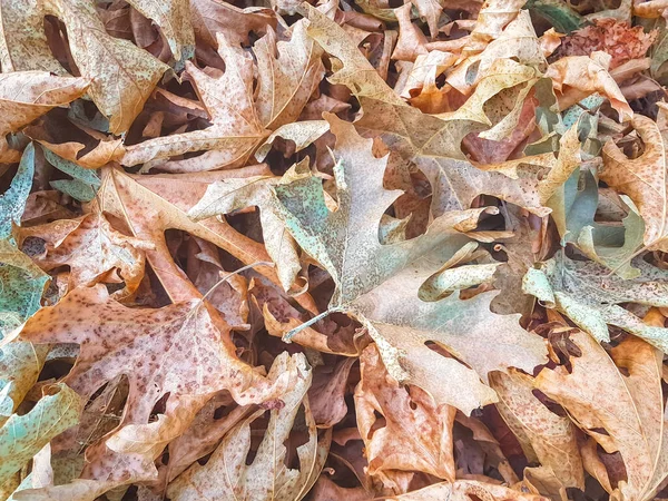 Folhas Pilha Seca Temporada Outono Para Backgroiund — Fotografia de Stock