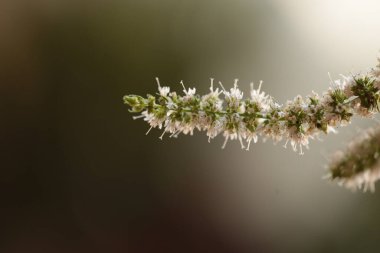 Nane çiçeği arka plan için izole edilmiş makro saplar