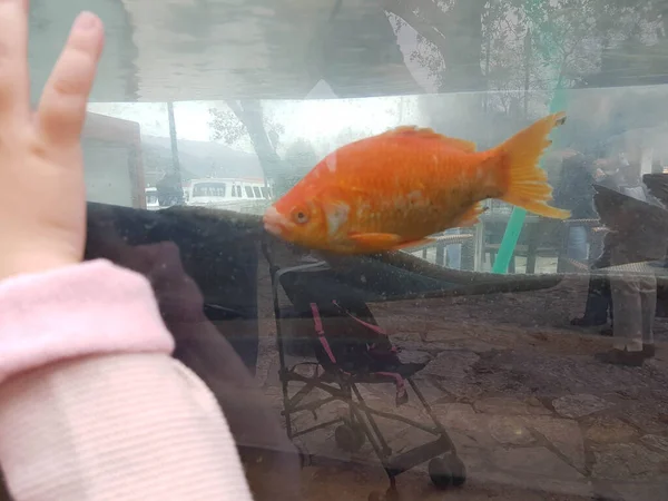 Vis Oranje Een Aquarium Een Kind Handen Het Glas — Stockfoto