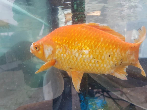 Fisch Orange Einem Aquarium Schwimmen — Stockfoto