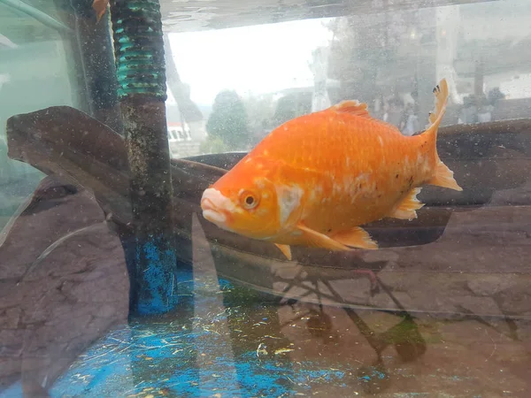 Vis Oranje Een Aquarium Een Zwemmende — Stockfoto