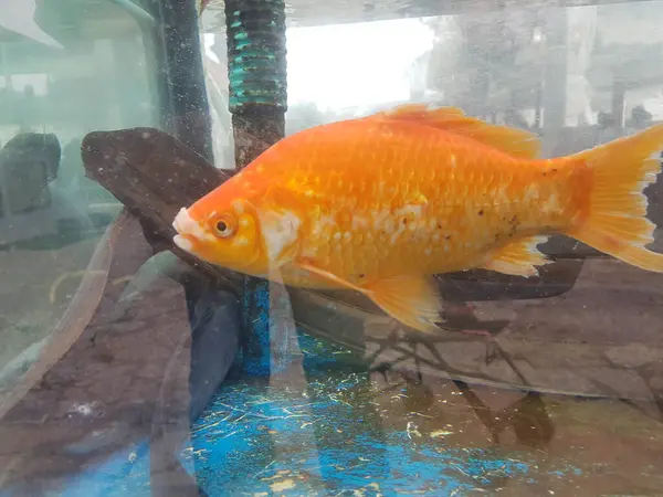 Vis Oranje Een Aquarium Een Zwemmende — Stockfoto