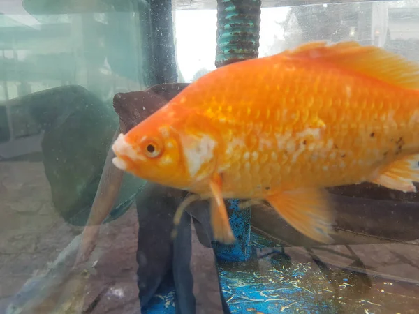 Poisson Orange Dans Aquarium Une Baignade — Photo