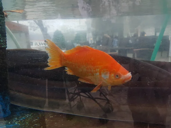Poisson Orange Dans Aquarium Une Baignade — Photo