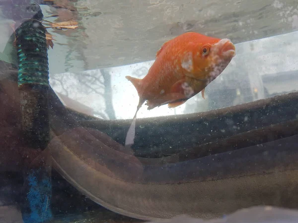 Fisch Orange Einem Aquarium Schwimmen — Stockfoto