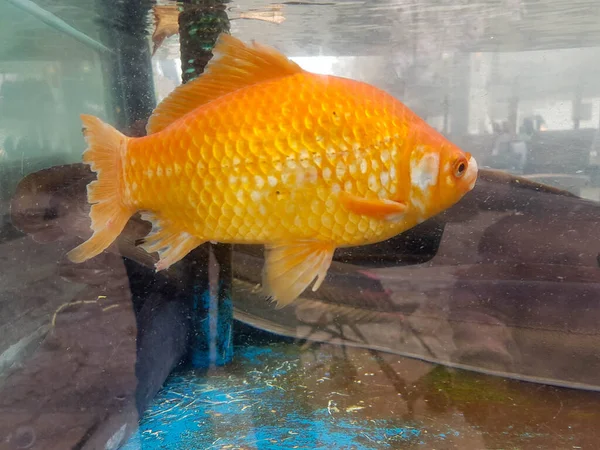 Vis Oranje Een Aquarium Een Zwemmende — Stockfoto