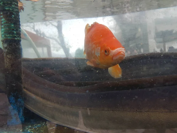 Fisch Orange Einem Aquarium Schwimmen — Stockfoto