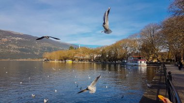 Yunan kuşlarında ioannina ya da Giannena şehri kış mevsiminde gölde uçan martı sesleri, sakinlik