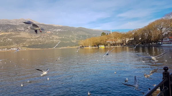 Yunan Kuşlarında Ioannina Giannena Şehri Kış Mevsiminde Gölde Uçan Martı — Stok fotoğraf