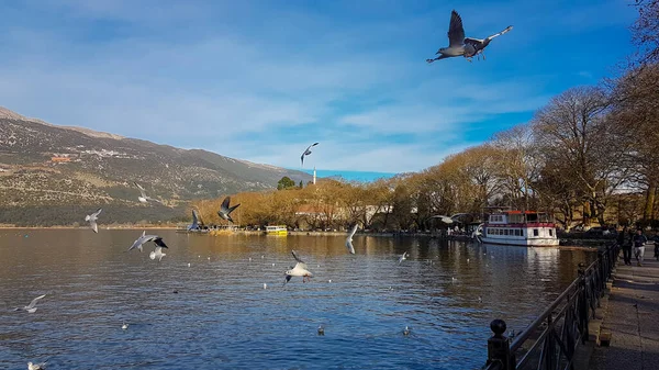 Ioannina Nebo Giannena Město Řecké Ptactvo Racek Létání Jezeře Zimním — Stock fotografie