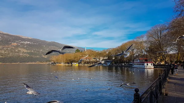 Ioannina Giannena Cidade Greeece Pássaros Gaivota Voando Lago Temporada Inverno — Fotografia de Stock