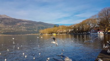 Yunan kuşlarında ioannina ya da Giannena şehri kış mevsiminde gölde uçan martı sesleri, sakinlik