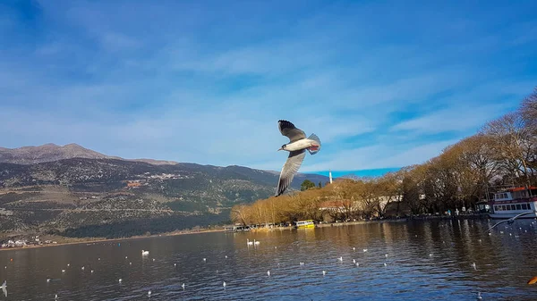Ioannina Giannena Πόλη Στην Ελλάδα Γλάρος Πουλιά Που Πετούν Στη — Φωτογραφία Αρχείου