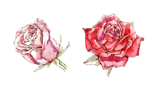 Rote Rose. Aquarell-Illustration. isolierter weißer Hintergrund. — Stockfoto
