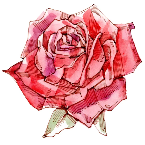 Red rose. Watercolor Illustration. Isolatedon white background.