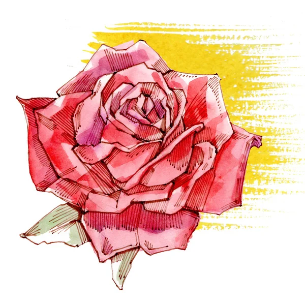 Rote Rose. Aquarell-Illustration. isoliert auf weißem Hintergrund. — Stockfoto