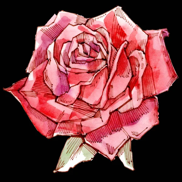 Rote Rose. Aquarell-Illustration. isoliert auf weißem Hintergrund. — Stockfoto