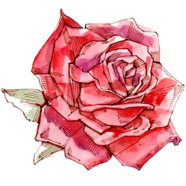 Kırmızı gül. Sulu boya resim. Beyaz arka plan üzerinde izole.