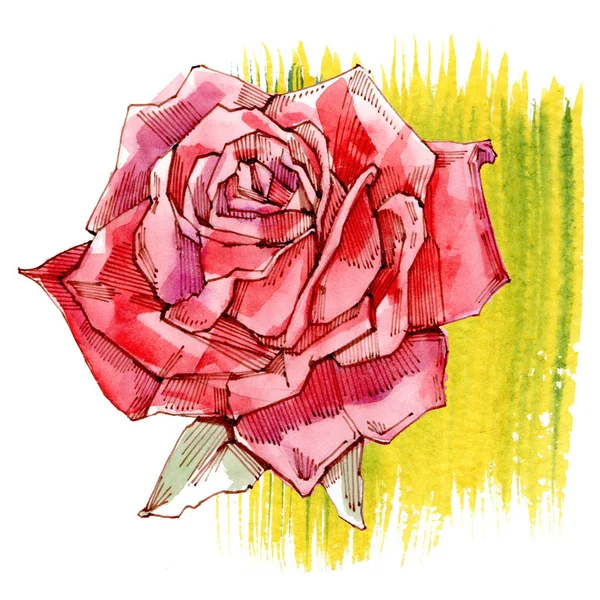 Rote Rose. Aquarell-Illustration. isoliert auf weißem Hintergrund. — Stockfoto
