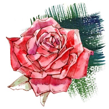 Kırmızı gül. Sulu boya resim. Isolatedon beyaz arka plan.
