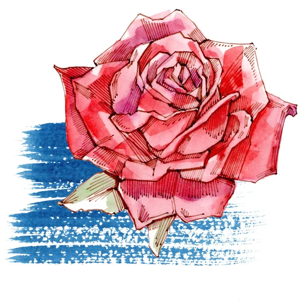 Rote Rose. Aquarell-Illustration. isolierter weißer Hintergrund. — Stockfoto