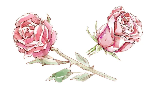 Rosa vermelha. Ilustração aquarela. Isolado em fundo branco . — Fotografia de Stock