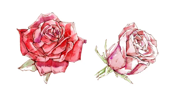 Rosa vermelha. Ilustração aquarela. Isolado em fundo branco . — Fotografia de Stock