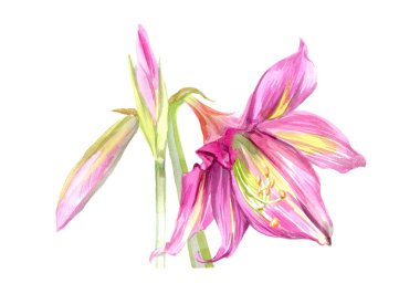 Çiçek açan suluboya pembe zambak çiçekleri izole edilmiş.