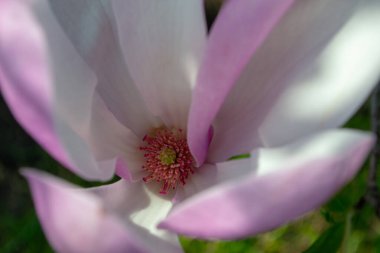 Bir manolya çiçeğinin özel görüntüsü hassas pembe ve beyaz yapraklarını sergiliyor. Detaylı bir merkezi mastırı çevreleyen. Doğanın güzelliğini ve karmaşıklığını seçici bir odak noktasında yakalar.