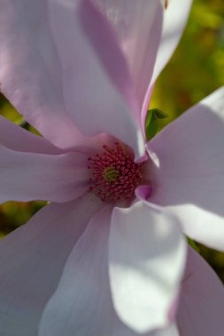 Yakından çekilen narin manolya çiçeği canlı bir merkezle yumuşak pembe ve beyaz taç yapraklarını sergiliyor. Kompozisyon doğanın zarafetini ve güzelliğini vurguluyor. Seçici odak.