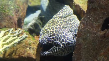 Akvaryumda güzel küçük balık, çekim yakın çekim