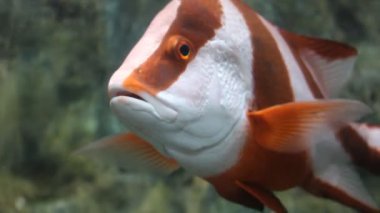 Akvaryumda güzel küçük balık, çekim yakın çekim