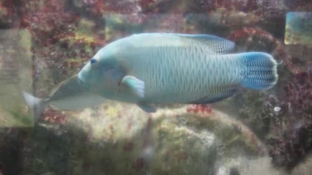 Schöne Kleine Fische Aquarium Nahaufnahme — Stockvideo