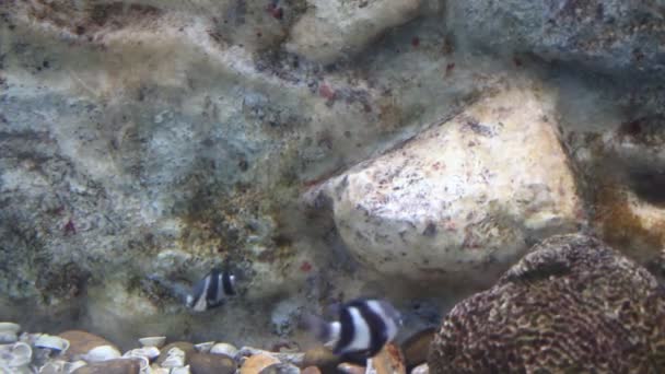 Schöne Bunte Fische Aquarium Nahaufnahme — Stockvideo