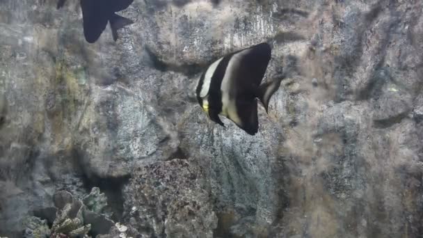 Beau Poisson Coloré Dans Aquarium Gros Plan — Video