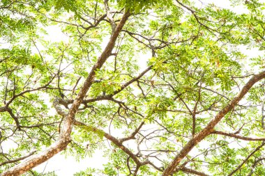 Yeşil ağaç dalları, yakın çekim