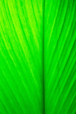 Arkaplan olarak yeşil yaprağın dokusu