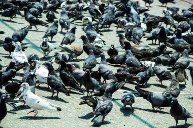 Şehirdeki güvercin kuşları