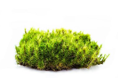 Beyaz arka plan üzerinde izole yeşil orman yosun