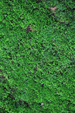 yeşil çimen arkaplanı kapat 