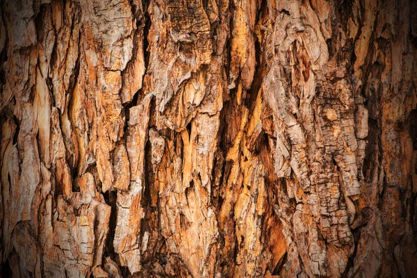 樹皮ツリー テクスチャ背景 — ストック写真