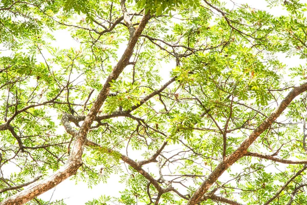 Ramuri Copaci Verzi Aproape — Fotografie, imagine de stoc