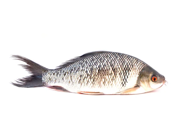 Peces Aislados Blanco —  Fotos de Stock