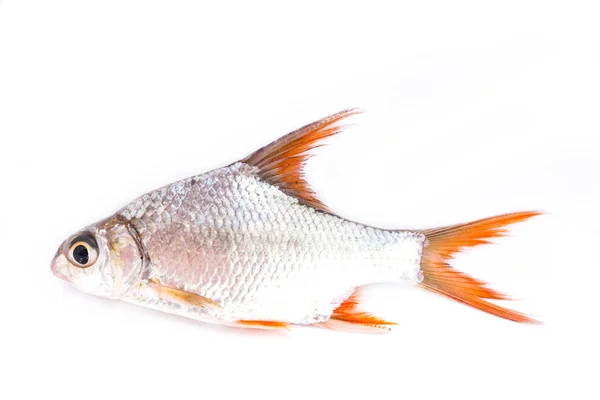 Peces Aislados Blanco — Foto de Stock