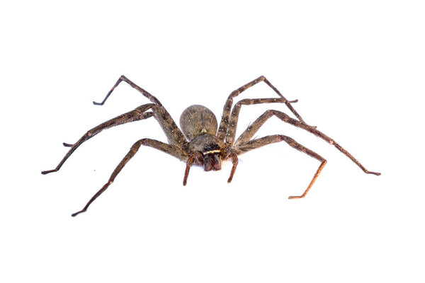 Паук изолирован на белом
