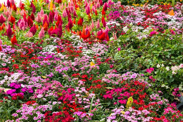 Summer Flowers Growing Field — Stock Photo, Image