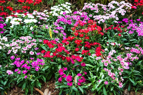 Dianthus Chinensis Λουλούδια Στον Κήπο — Φωτογραφία Αρχείου
