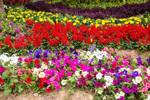 Petunia Flowerbed Летнее Время — стоковое фото